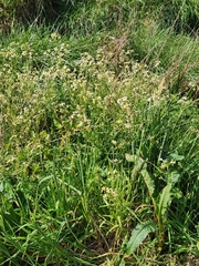 Brassica oleracea