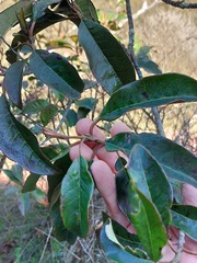 Quintinia sieberi