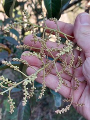 Quintinia sieberi