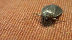Athetiina