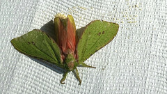 Aenetus eximia