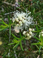 Melaleuca ericifolia