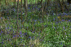 Hyacinthoides non-scripta