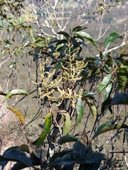 Quintinia sieberi