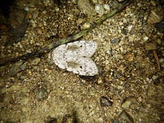 Aemene obscura
