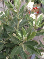 Rhododendron micranthum