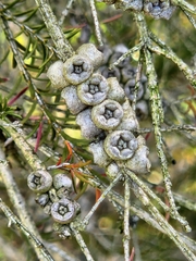 Melaleuca ericifolia