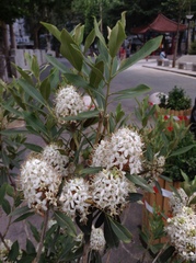 Rhododendron micranthum