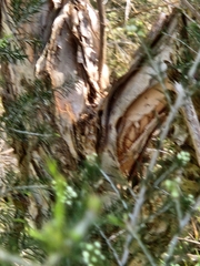 Melaleuca ericifolia