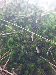 Polytrichum formosum