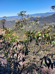 Quintinia sieberi