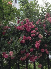 Rosa