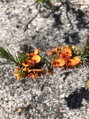 Dillwynia sericea
