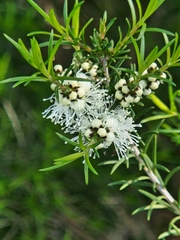 Melaleuca ericifolia