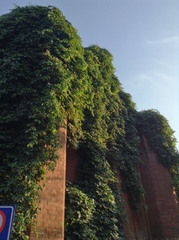 Parthenocissus quinquefolia