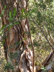 Melaleuca ericifolia