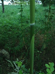 Bambusoideae