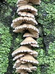 Fungi