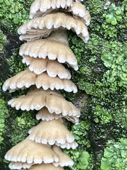 Fungi
