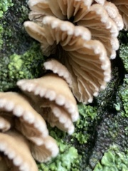 Fungi