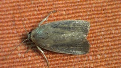 Athetiina