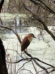 Nycticorax caledonicus