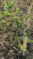 Picea sitchensis