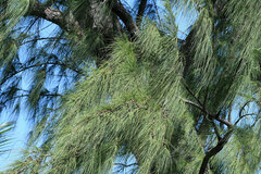 Casuarina equisetifolia