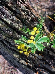 Acacia terminalis