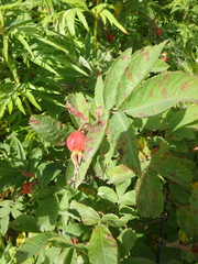 Rosa amblyotis