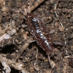 Chaetophiloscia elongata