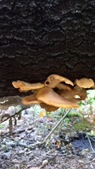 Phyllotopsis nidulans