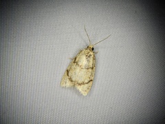 Tortrix sinapina