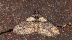 Eucymatoge peplodes