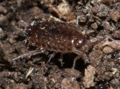 Chaetophiloscia elongata
