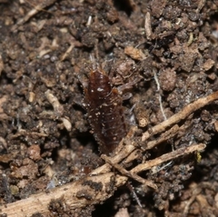 Chaetophiloscia elongata