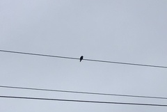Sturnus vulgaris