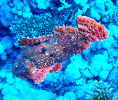 Scorpaenopsis
