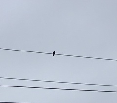 Sturnus vulgaris