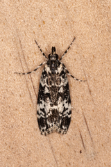 Scoparia exhibitalis