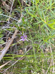 Thysanotus patersonii