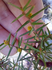 Acacia asparagoides