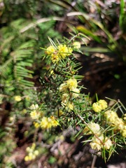 Acacia asparagoides