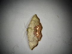 Enispa lutefascialis