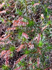 Dracophyllum secundum