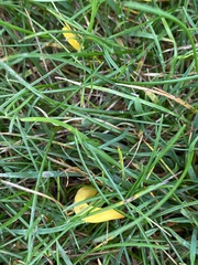 Clavulinopsis helvola