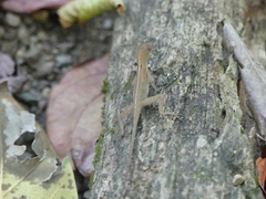 Anolis osa