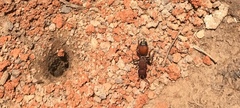 Dasymutilla creon