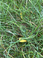 Clavulinopsis helvola