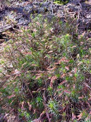 Dracophyllum secundum